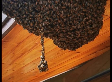 蜜蜂来家里做窝 鷹 風水